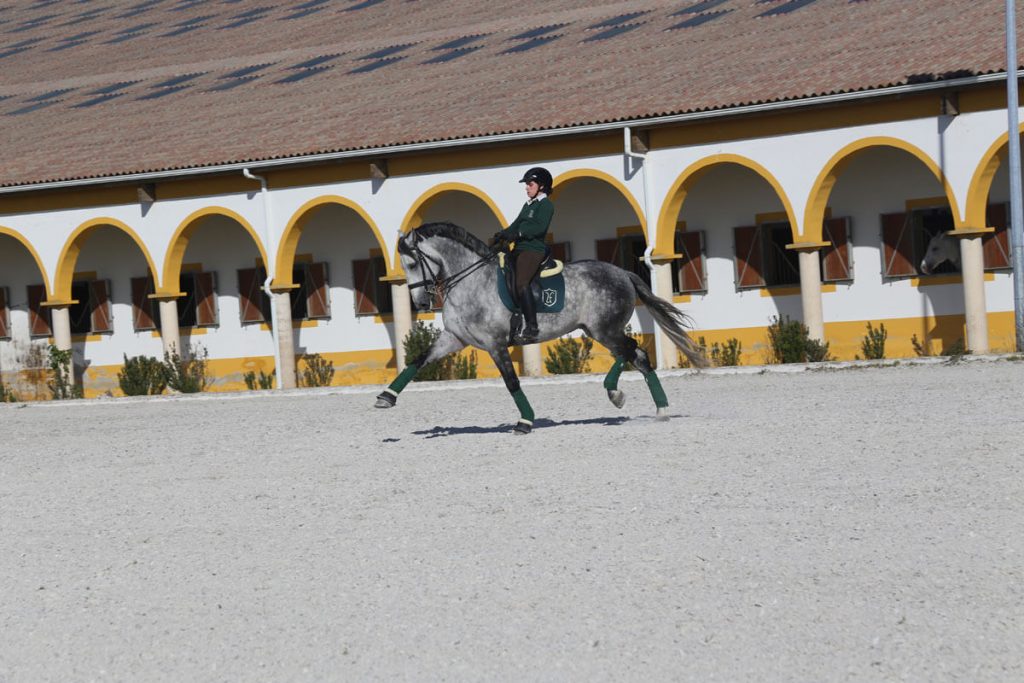 EMBAIXADOR DE SERPA - ACADEMIA DE DRESSAGE