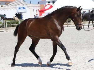 LGF Lusitanos, Há 25 Anos, no Alentejo, Que Criamos Cavalos Puro-Sangue Lusitano. Dispomos de Um Centro de Ensino e Desbaste.