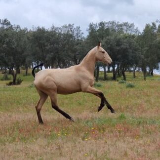 Sultana LGF